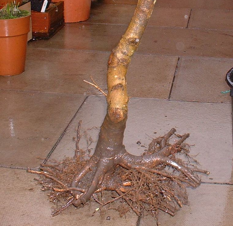 Roots Maple bonsai